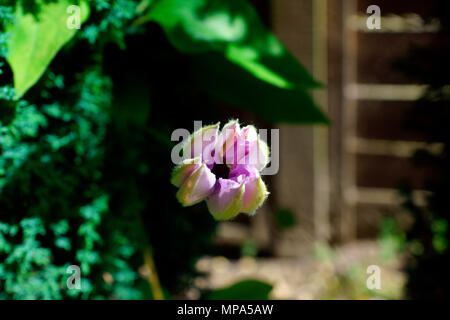 CLEMATIS COMMENÇANT À OUVRIR Banque D'Images