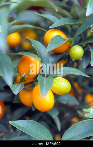 Fruits kumquat parfait on tree Banque D'Images