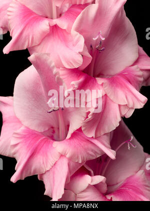 Close-up, des glaïeuls rose fleurs en studio. Banque D'Images