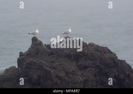 Colonie d'oiseaux de la falaise la robuste en sombre brouillard d'advection. Paire de perché du Goéland argenté (Larus argentatus) sur la roche. Cove Bay, Aberdeen, Royaume-Uni. Printemps, 2018. Banque D'Images