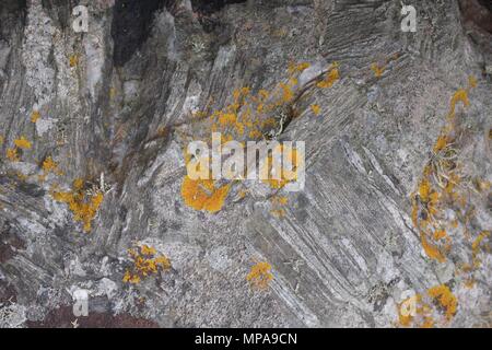 Incrustée, lichen, gris, haut grade métamorphique Migmatite Rock. La géologie et l'NaturalBackground. Cove, Aberdeen, Royaume-Uni. Mai, 2018. Banque D'Images