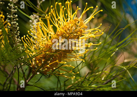 Grevillea floraison bush, peut-être, Mt variété Gemme Miel, glorieux d'Aguilar National Park, Queensland, Australie Banque D'Images