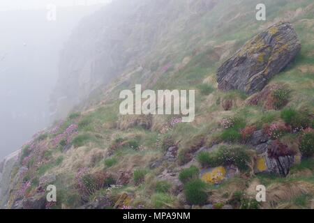 Falaise côtière herbacée robuste avec Pink Sea Thrift en vertu de l'épais brouillard marin Haar. Cove Bay, Aberdeen, Écosse, Royaume-Uni. Mai, 2018. Banque D'Images