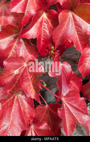 Couleur d'automne sur les feuilles de vigne vierge, Hobart, Tasmanie, Australie Banque D'Images