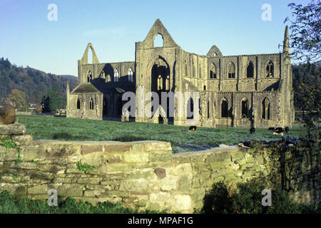 1988 MUR EN PIERRE HISTORIQUE Abbaye de TINTERN RUINES WYE VALLEY MONMOUTHSHIRE GWENT SOUTH WALES UK Banque D'Images