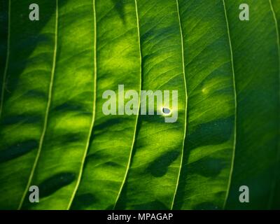 Contour des feuilles de l'hostа plan, une végétation luxuriante. Feuilles de couleur vert foncé d'une plante. Le hosta dans le jardin Banque D'Images