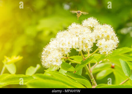 Collecte de nectar de fleur abeille selective focus, Green grass, médicinales concept miel Banque D'Images