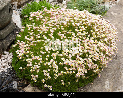 Rose pâle et blanc forme de la saxifrage moussue, Saxifraga x arendsii, la floraison au début de l'été Banque D'Images