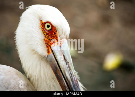 Close up de la cigogne maguari mesmerzing la tête avec ses yeux. Banque D'Images