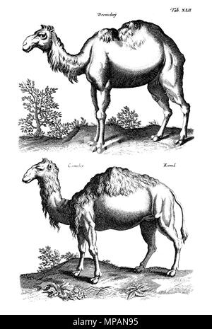 . Anglais : Copperplate-Illustration de 'Historiae naturalis de Quadrupedibus libri', la plaque 17. Le dromadaire et chameau. Deutsch : Kupferstich-Illustration aus 'Historiae naturalis de Quadrupedibus libri', 17 Tafel. Dromedar und Kamel. 1650. Matthäus Merian der Ältere 885 Merian Tiere 1650, Dromedar, Kamel Banque D'Images