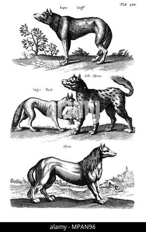 . Anglais : Copperplate-Illustration de 'Historiae naturalis de Quadrupedibus libri', la plaque LVI. Loup, renard et hyène. Deutsch : Kupferstich-Illustration aus 'Historiae naturalis de Quadrupedibus libri', LVI Tafel. Le loup, Fuchs und Hyäne. 1650. Matthäus Merian der Ältere 885 Merian Tiere 1650, Wolf, Fuchs, Hyaene Banque D'Images