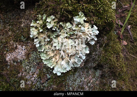 Greenshield commun lichen poussant dans la forme d'un coeur Banque D'Images