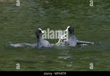 Deux hommes foulque macroule, également connu sous le nom de foulque noire ou foulque (Fulica atra), combattant dans un conflit territorial, Regents Canal, Londres, Royaume-Uni Banque D'Images