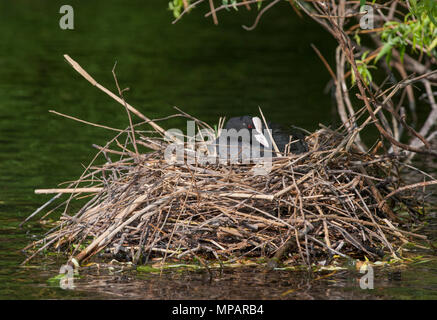 Femme foulque macroule, également connu sous le nom de foulque noire ou Foulque(Fulica atra),l'incubation des œufs dans les nids de brindilles flottant,Regents Canal, Londres, Royaume-Uni Banque D'Images