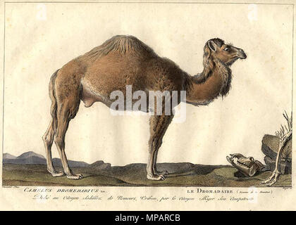 . 'Camelus dromedarius / Le Dromadaire". Par Simon Charles Miger plaque après Nicolas Maréchal (1753-1803) de 'La Ménagerie du Muséum national d'histoire baturelle' par Bernard-Germain-Étienne de Lacépède, Georges Cuvier et Étienne Geoffroy Saint-Hilaire (1804). Entre vers 1800 et vers 1801. Simon Charles Miger (1736-1828) 892 - Miger Camelus dromedarius Banque D'Images