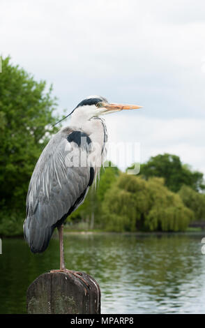 Gris adultes, Heron (Ardea cinerea), perché sur le post sur le lac, Regents Park, London, Royaume-Uni, Iles britanniques Banque D'Images