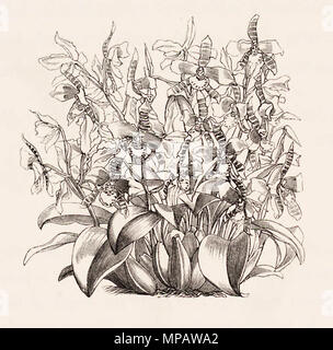 . Plante de Rossioglossum grande (comme Odontoglossum grande) - dans la collection de Joshua Saunders, Esq., copié à partir d'une photographie prise par lui-même. 1874. Walter Hood Fitch del. et lith. James Bateman ed. 900 050 Monographie de l'Odontoglossum Banque D'Images