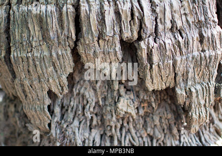 La texture de la racine de l'arbre de noix de coco ou Cocos nucifera L. C'est un root avec brun et gris. Photographie par close up Banque D'Images