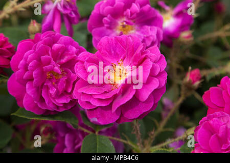 'Henri Martin' Provence rose, Mossros (Rosa Centifolia) × Banque D'Images