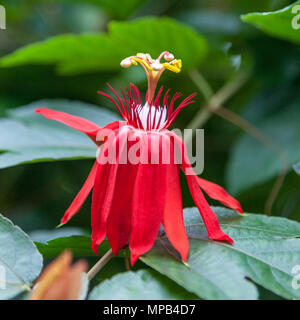 La passion des fleurs rouges, Röd passionsblomma (Passiflora racemosa) Banque D'Images