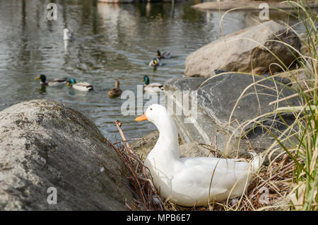 Canard blanc et solitaire sont à la recherche de loin pour les canards flottants dans l'eau. Banque D'Images