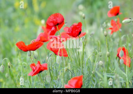 Domaine de fleurs de pavot par un jour de vent Banque D'Images