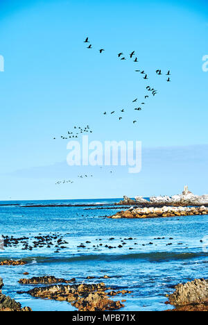 La colonie de pingouins de Stony Point est situé à Betty's Bay sur la côte d'Overberg, Western Cape, et est l'un des seuls pays africains en poste à continentale P Banque D'Images