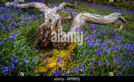 Le tapis de jacinthes à Rannerdale croître en colline, avec la plupart de la vallée devenir bleu quand ils sont en fleurs Banque D'Images