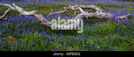 Le tapis de jacinthes à Rannerdale croître en colline, avec la plupart de la vallée devenir bleu quand ils sont en fleurs Banque D'Images