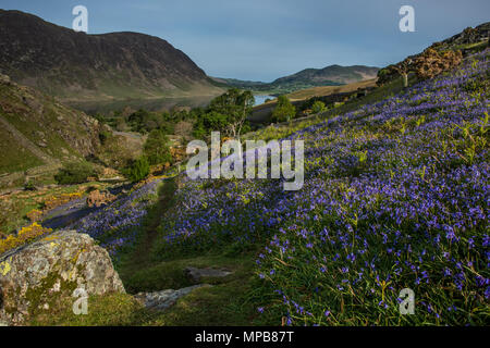 Le tapis de jacinthes à Rannerdale croître en colline, avec la plupart de la vallée devenir bleu quand ils sont en fleurs Banque D'Images