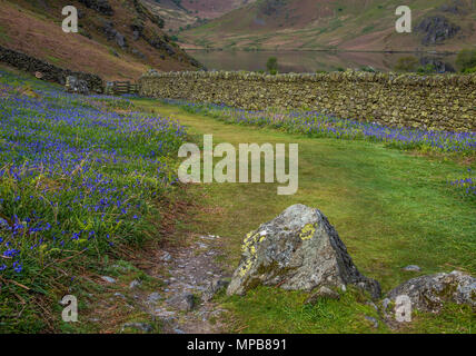 Le tapis de jacinthes à Rannerdale croître en colline, avec la plupart de la vallée devenir bleu quand ils sont en fleurs Banque D'Images