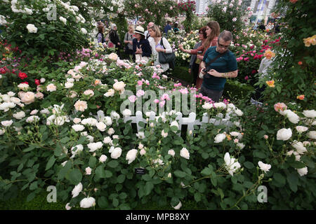 Visiteurs à la David Austin Roses afficher pendant la RHS Chelsea Flower Show au Royal Hospital Chelsea, Londres. Banque D'Images