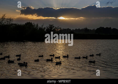 Troupeau de canards colverts sur la rivière Tweed à Kelso, l'Écosse, au coucher du soleil. Banque D'Images