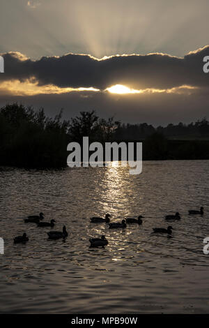 Troupeau de canards colverts sur la rivière Tweed à Kelso, l'Écosse, au coucher du soleil. Banque D'Images