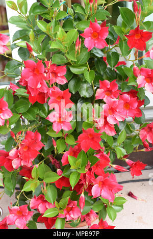 Dipladenia Sanderi ; Sundaville, Balkonblumen Kuebelpflanze ; ; Banque D'Images