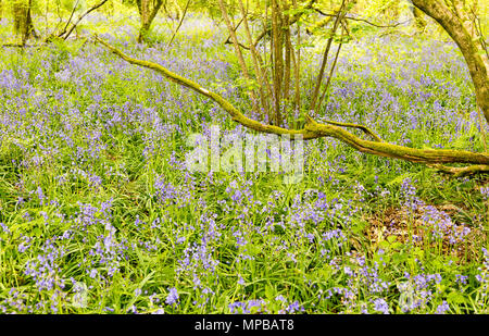 Bluebell flowers, Hyacinthoides non-scripta, fleurs sauvages au printemps, les forêts anciennes, bois de gopher, Huish, Wiltshire, England, UK Banque D'Images