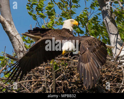 ARLINGTON, VIRGINIA, USA - paire de Pygargues à tête blanche et nid, près de la Rivière Potomac. Haliaeetus leucocephalus Banque D'Images