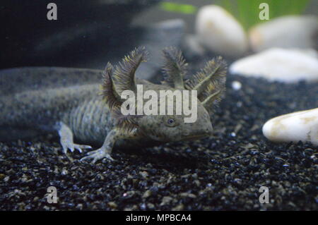 Le type sauvage Axolotl, prise dans mon aquarium, l'axolotl est autour de 6-7 mois Banque D'Images