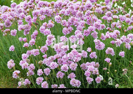 Bouquet de roses la mer - Armeria maritima Banque D'Images