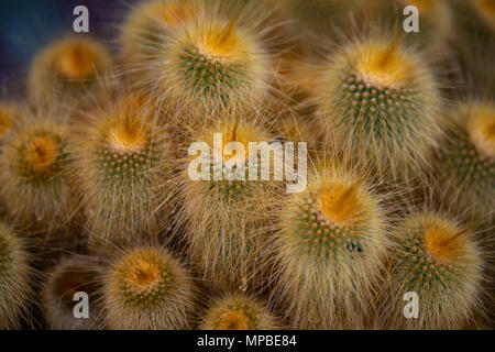 Tour jaune (Parodia leninghausii cactus) Banque D'Images