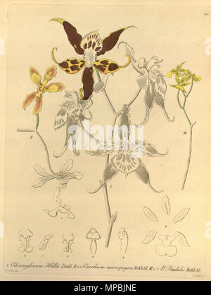 . Illustration de l'Oncidium hallii (syn. Odontoglossum hallii) (I, centre), Gomesa micropogon (comme syn. L'Oncidium micropogon) (II) à gauche, l'Oncidium lentiginosum (comme syn. L'Oncidium pardalis) (III, à droite) . 1858. Heinrich Gustav Reichenbach (1824-1889) Noms alternatifs Rchb.f. German-Saxon pteridologist Description, botaniste, ornithologue et enseignant à l'université Date de naissance/Décès 3 Janvier 1824 6 mai 1889 Lieu de naissance/décès Dresde Hambourg Leipzig Lieu de travail contrôle d'autorité : Q62820 : 77066171 ISNI VIAF : 0000 0000 8396 1069 RCAC : n79125882 NLA : 35749194 : Botaniste Rchb.f. W Banque D'Images
