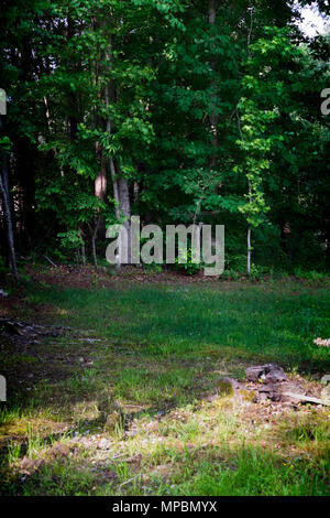 Bord d'une forêt de la banlieue de Chelsea, New York. Banque D'Images