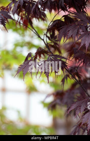 Acer palmatum 'Black Lace'. L'érable du Japon 'Black Lace' les feuilles des arbres en mai à un flower show. UK Banque D'Images