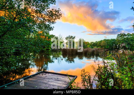 Le coucher de soleil sur un lac de pêche un peg dans un Baggeridge Country Park. Banque D'Images