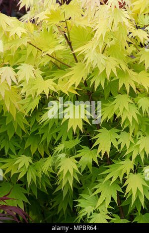 Acer shirasawanum 'Jordan'. Pleine lune maple 'Jordan' les feuilles des arbres en mai à un flower show. UK Banque D'Images