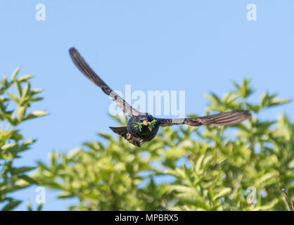 Étourneau sansonnet l'étourneau sansonnet (Sturnus vulgaris) et vol vers l'appareil photo avec de la nourriture dans sa bouche au printemps dans le West Sussex, Angleterre, Royaume-Uni. Banque D'Images