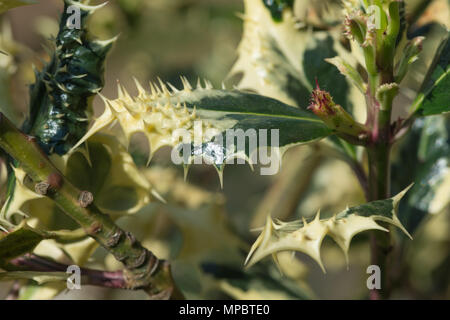 Varigated Holly Hedgehog silver avec beaucoup d'épines et de piquants sur les nouvelles feuilles du printemps, Evergreen, Ilex aquifolium Ferox Argentea Banque D'Images