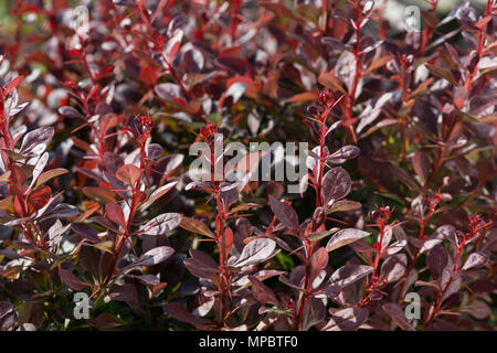 Nouvelles pousses succulentes luxuriant d'été de l'épine-vinette pourpre, Berberis thunbergii f. atropurpurea montrant des épines, épines Banque D'Images