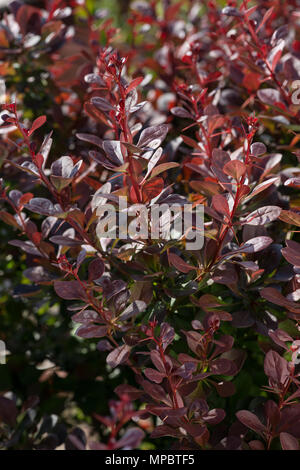 Nouvelles pousses succulentes luxuriant d'été de l'épine-vinette pourpre, Berberis thunbergii f. atropurpurea montrant des épines, épines Banque D'Images