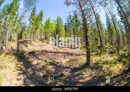 L'exploitation forestière en Lillomarka près d'Oslo, Norvège, sous le soleil de printemps. Banque D'Images